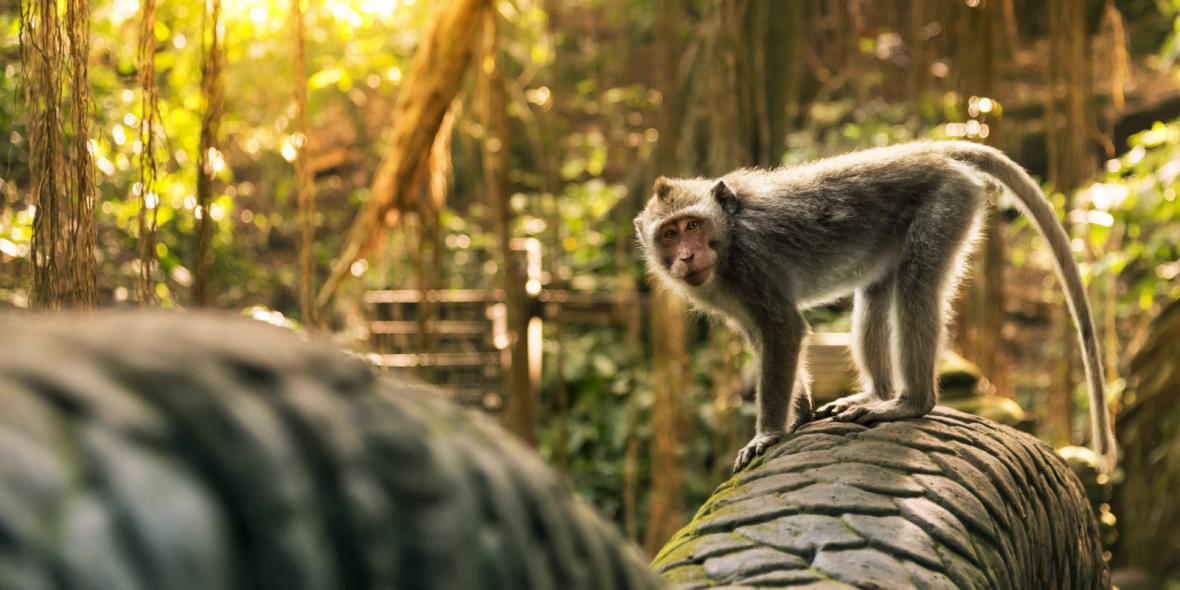 جنگل میمون ها بالی