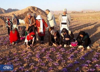گردشگران ایتالیایی در مزارع گناباد زعفران چیدند