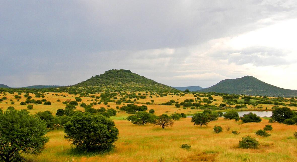 پوشش گیاهی ساوانا در آفریقای جنوبی