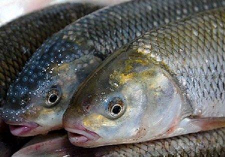 پیش بینی صادرات 120 میلیارد ریالی ماهی به کشور عمان