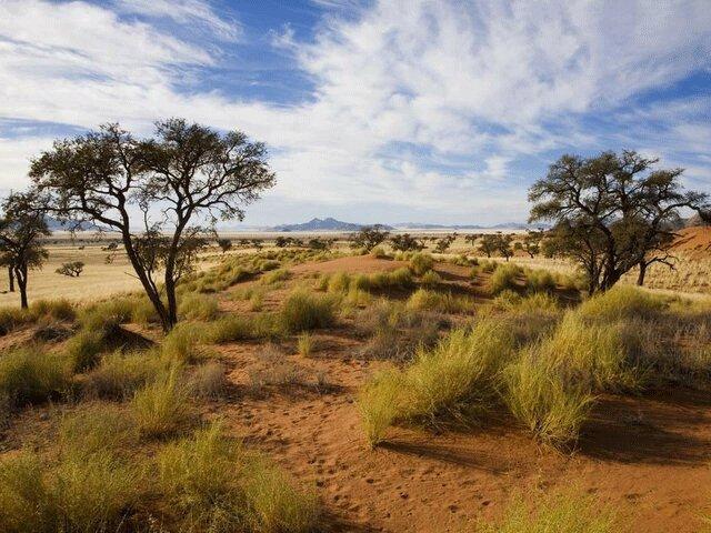 افزایش سطح CO2 تهدیدی برای گونه های گیاهی ساوانا در آفریقا