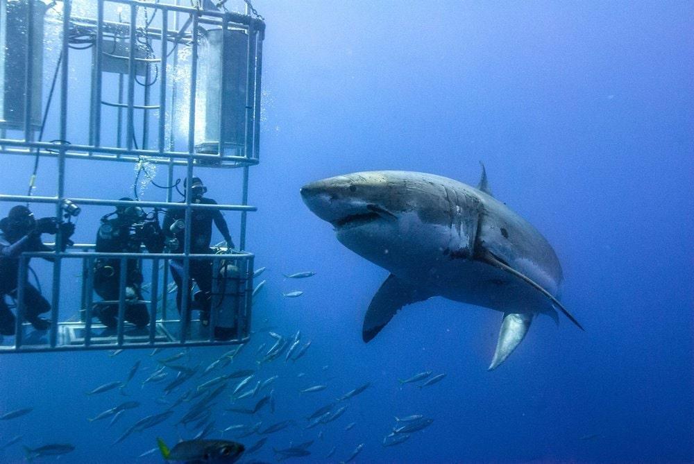 Shark Cage Diving 3