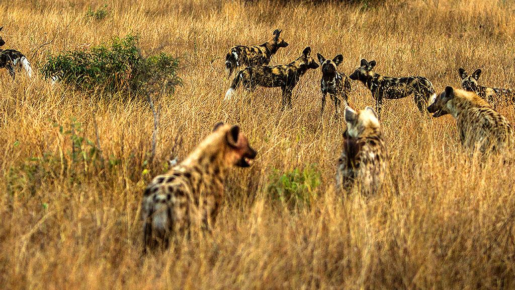 پارک ملی کروگر 4