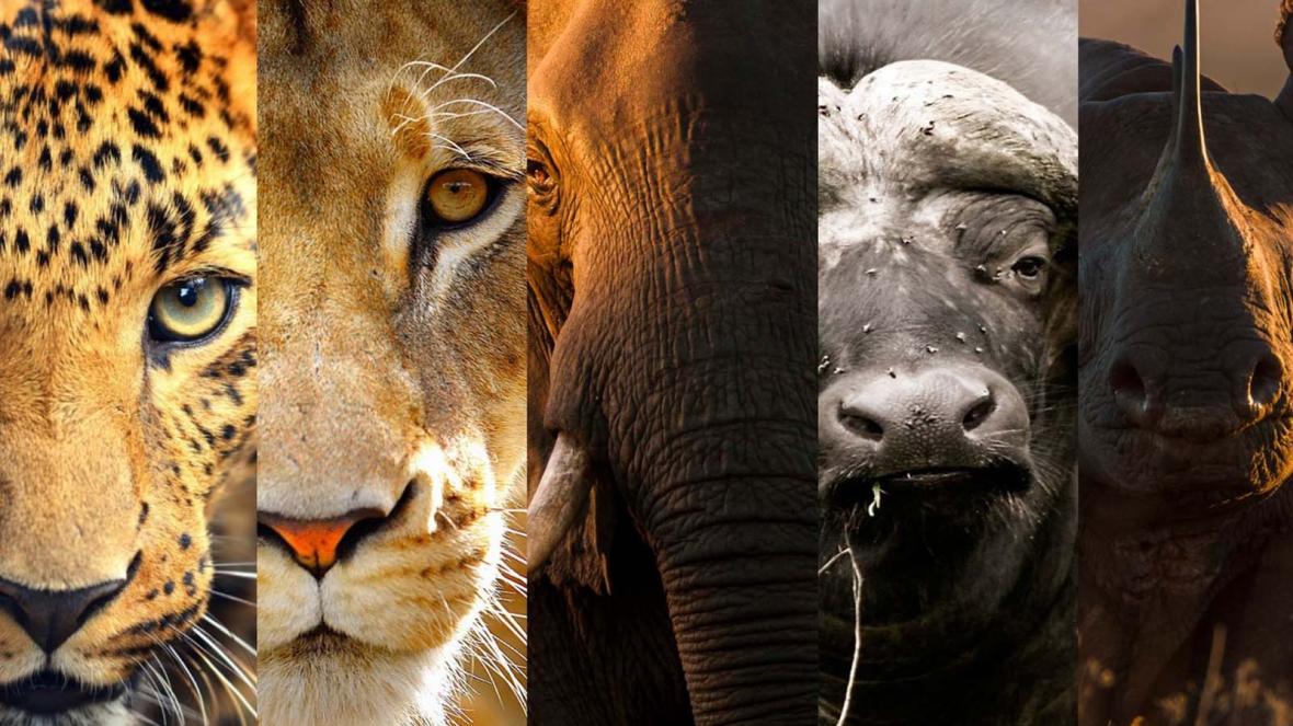 5 حیوان بزرگ (پارک ملی کروگر)