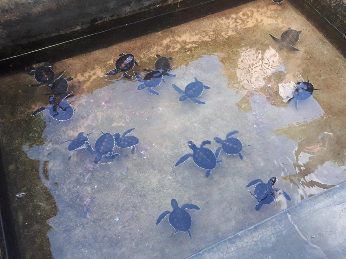 مرکز حفظ لاکپشت های دریایی کوسگودا 3