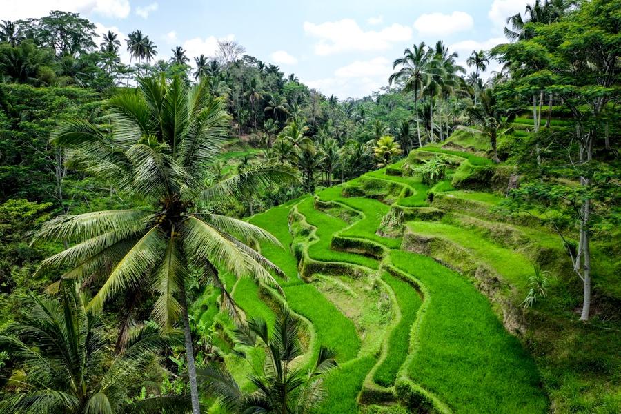 شالیزار کرت بندی شده برنج Tegallalang (بالی)