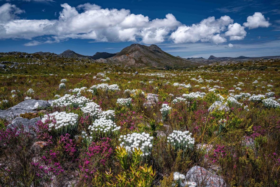 پوشش گیاهی Fynbos