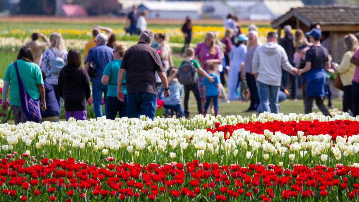 Skagit Valley Tulip Festival