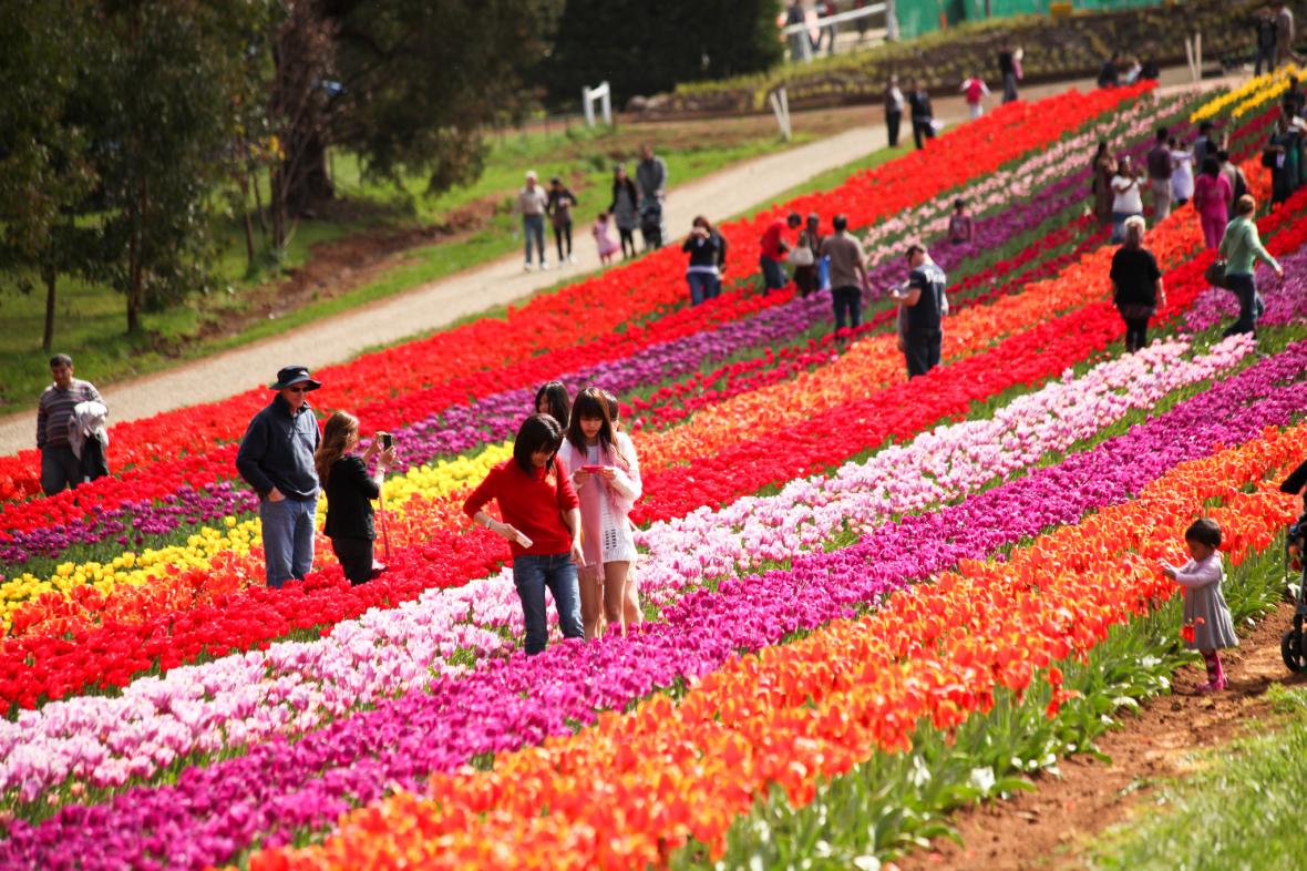 Tulips in Amsterdam