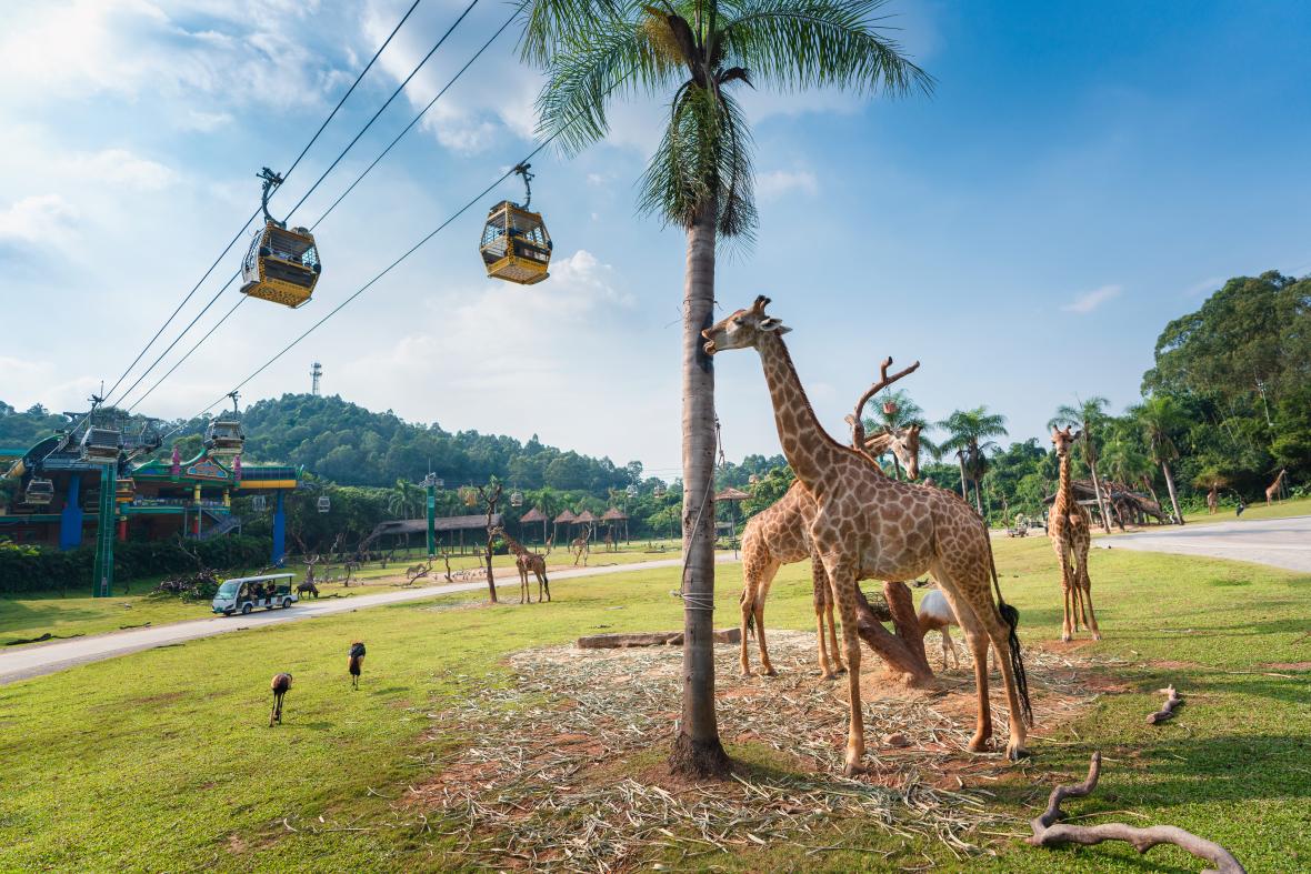 Chimelong Safari Park Chimelong Safari Park