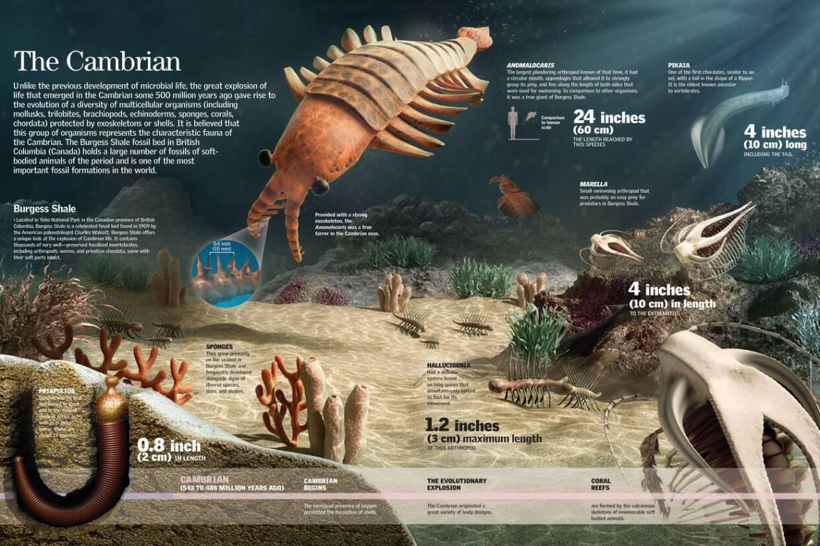 The Cambrian Period in the Paleozoic Era