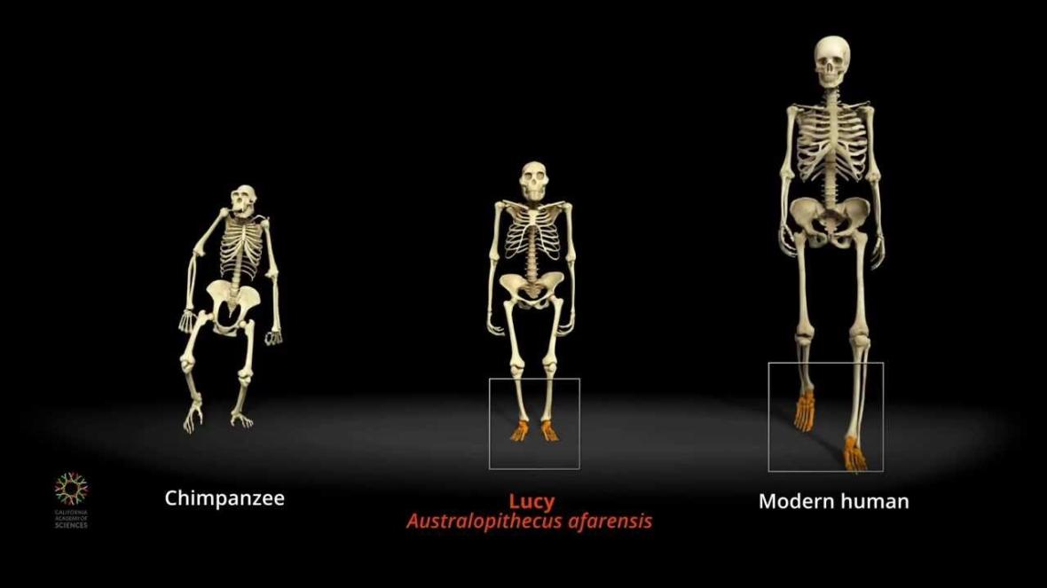 Lucy Compared to Chimp and Modern Human