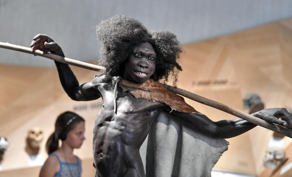 Reconstruction of 1,600,000 Years Old Homo Erectus at the Neanderthal Museum, Mettmann