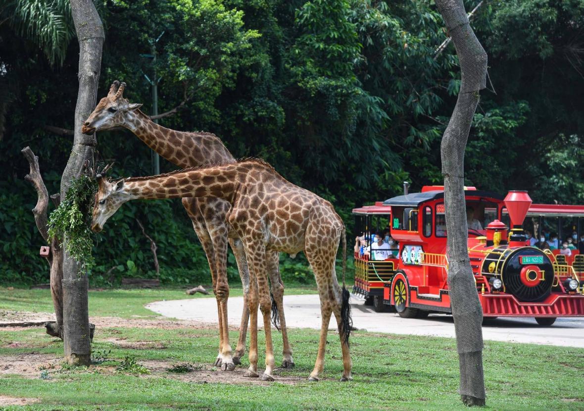 Chimelong Safari Park