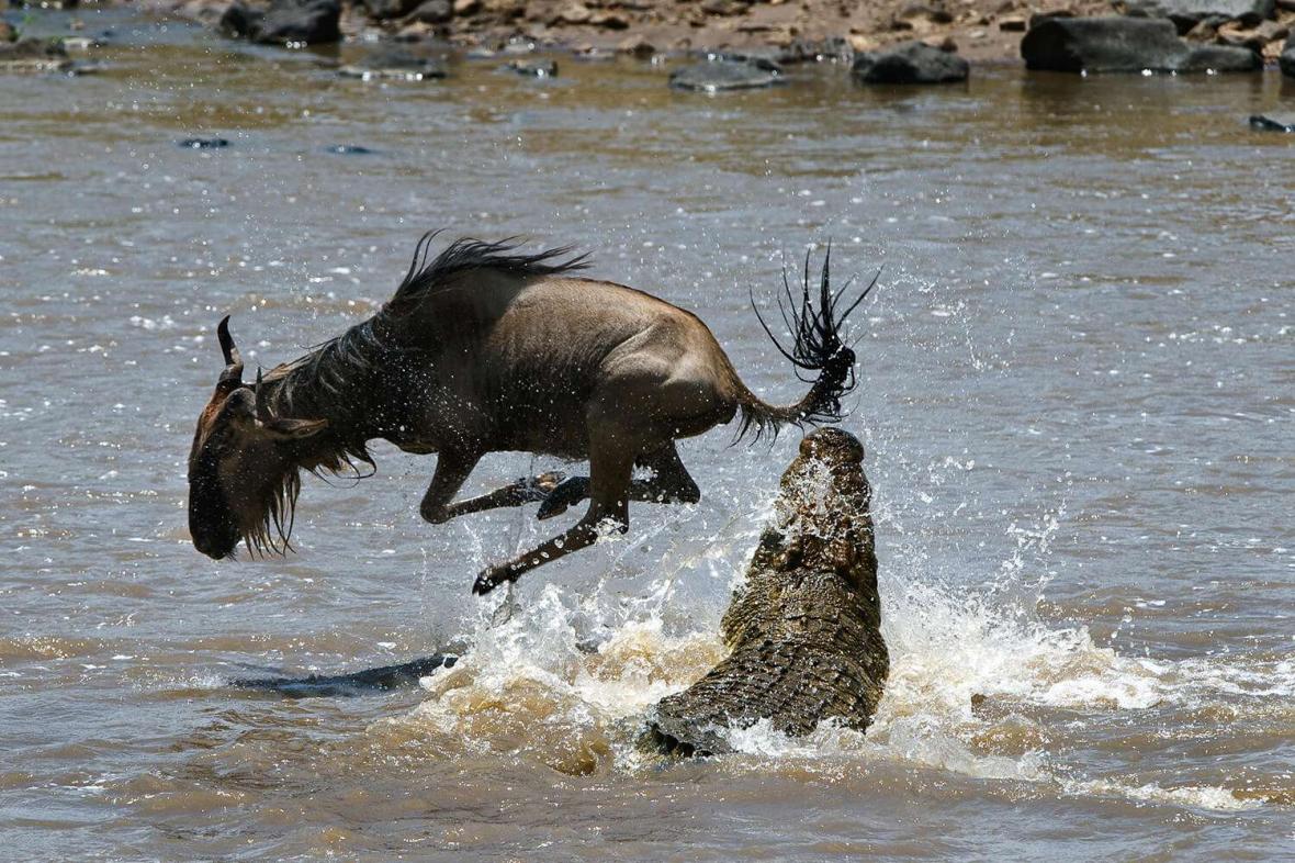 Great Migration in Masai Mara Great Migration in Masai Mara