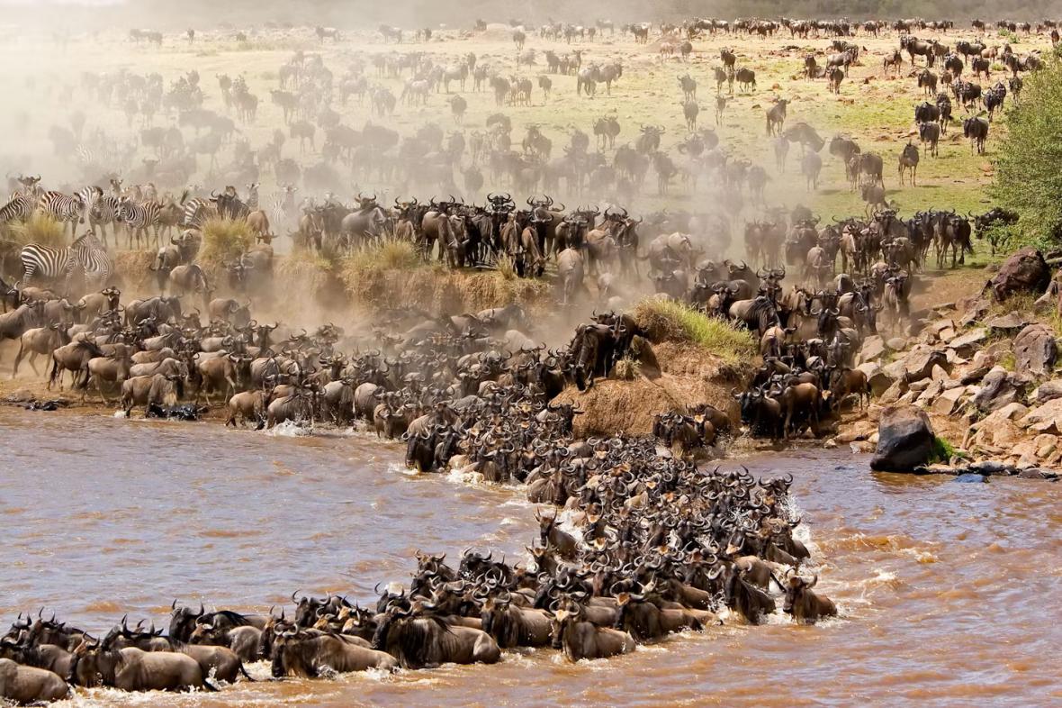 Great Migration in Masai Mara Great Migration in Masai Mara