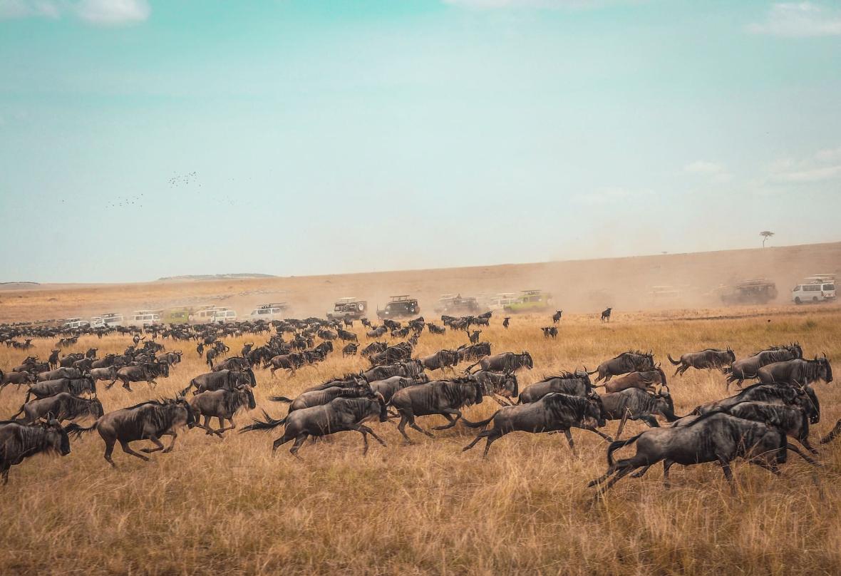 Great Migration in Masai Mara Great Migration in Masai Mara