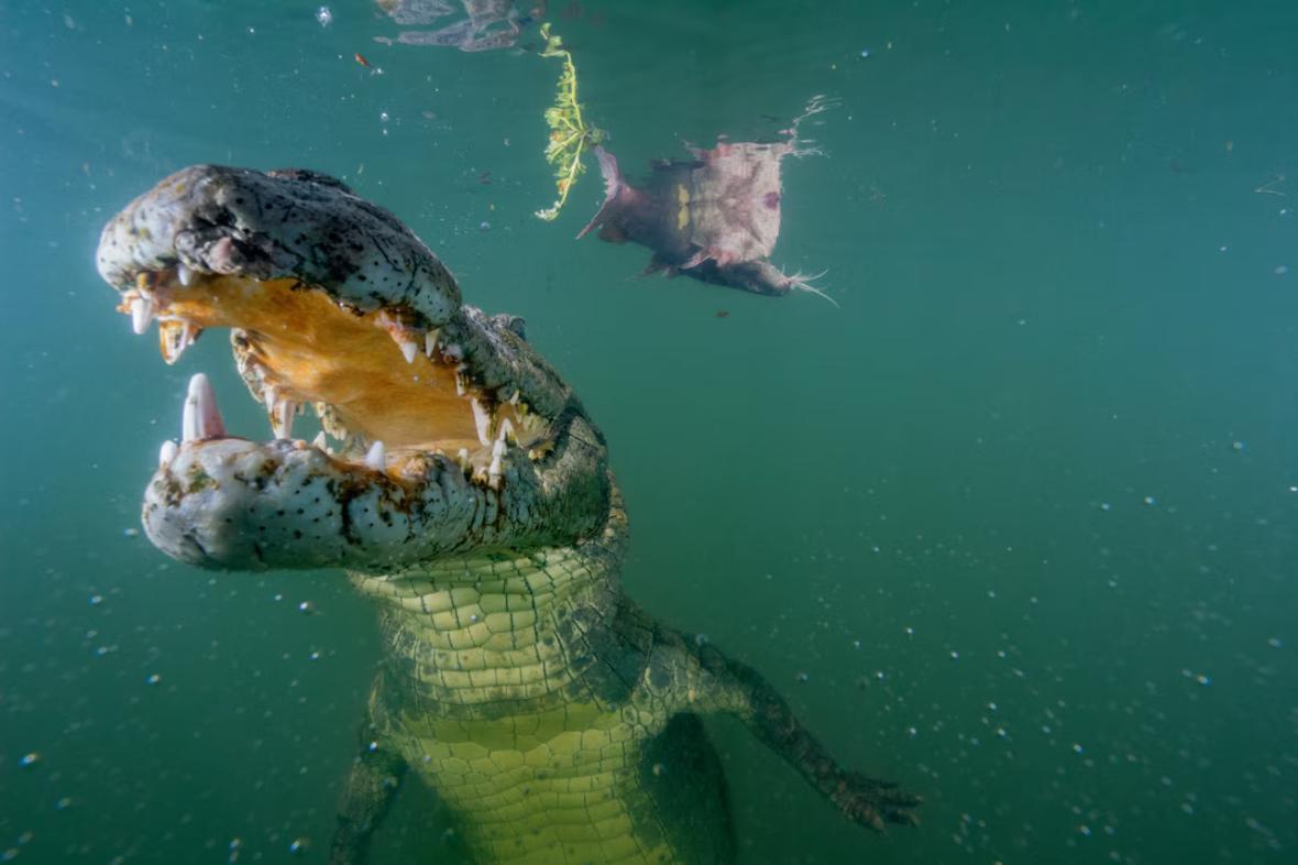 Crocodile in Lake Turkana