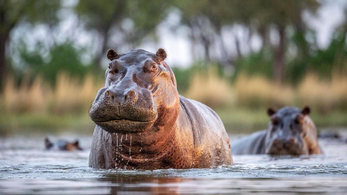 Hippos in Ngorongoro
