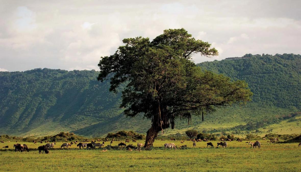 Ngorongoro Crater