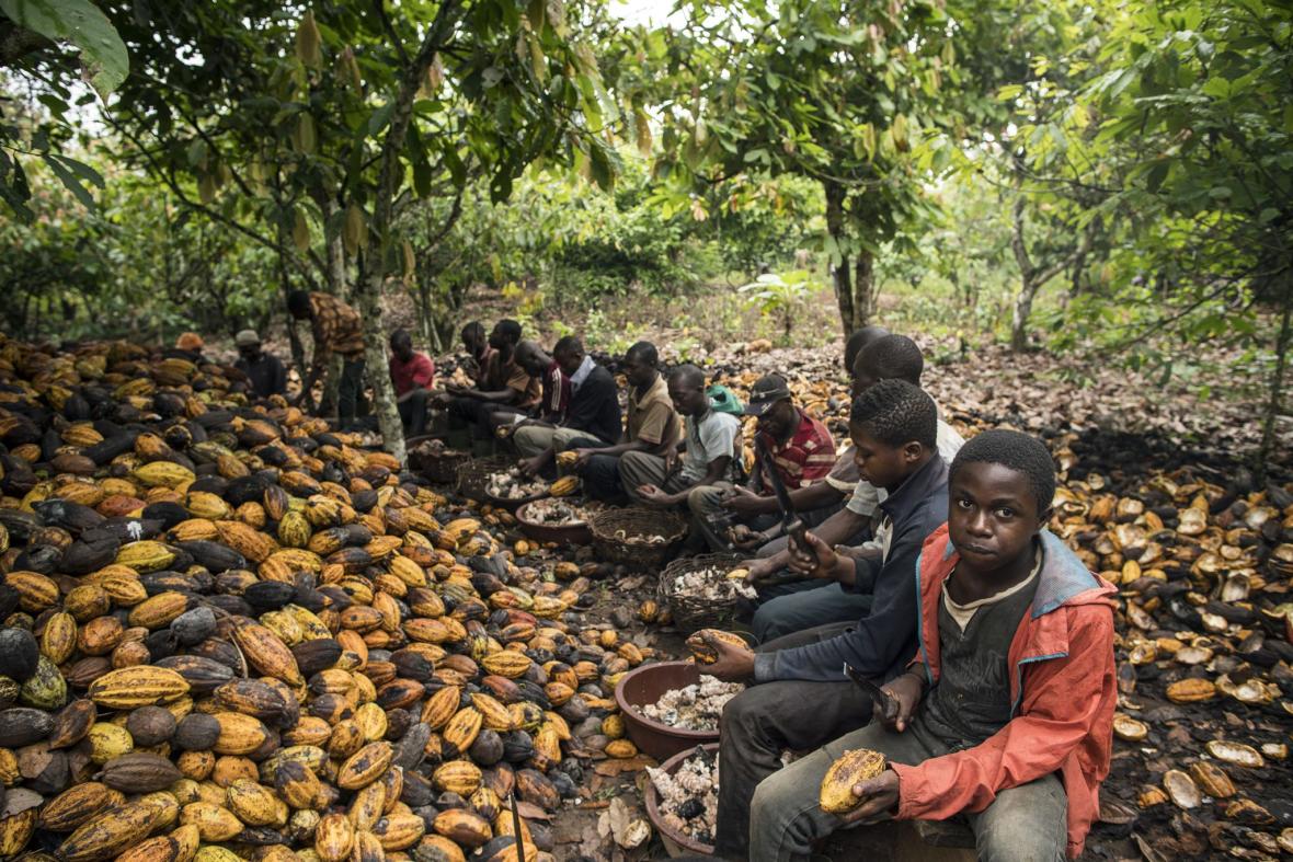 Cocoa Production