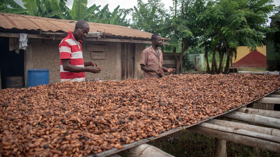Cocoa Production