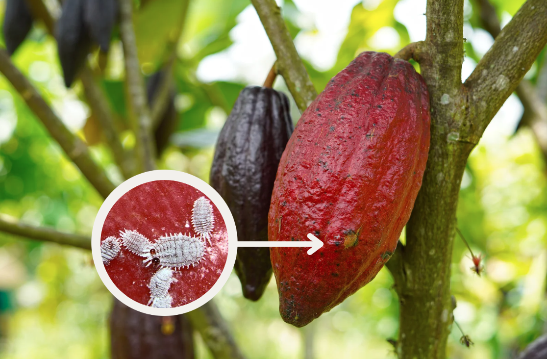Cacao Swollen Shoot Virus