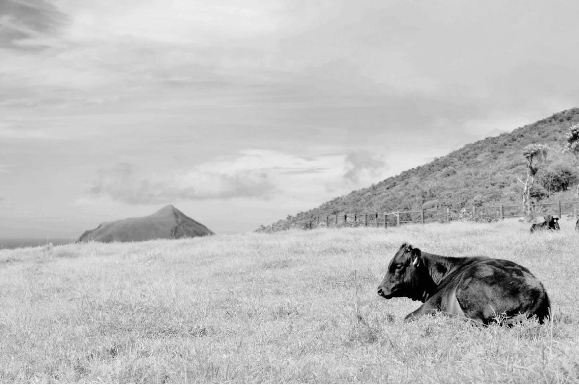 گوشت گاو واگیو (ژاپن) - قسمت اول