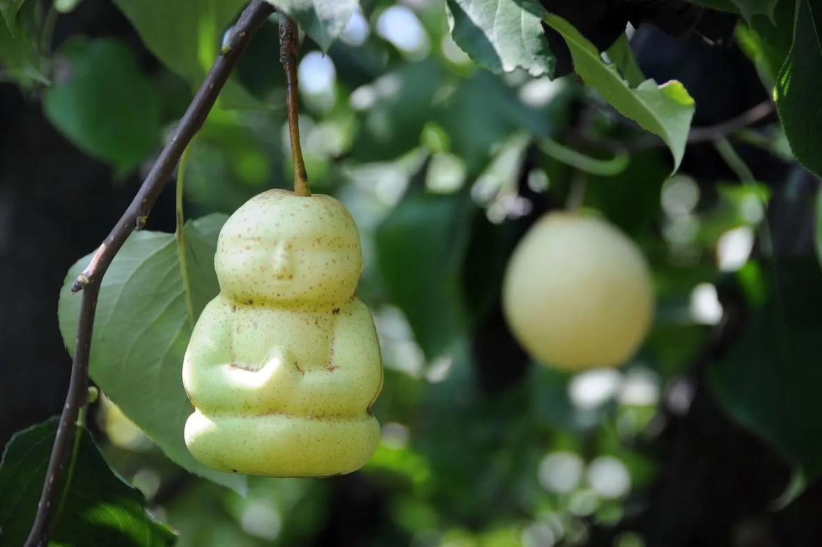 Buddha-shaped Pear