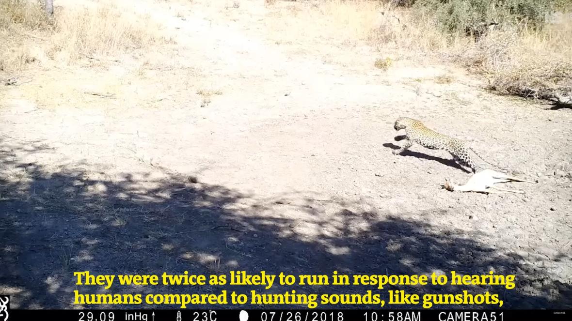 Leopard drops impala and runs away after hearing human voice