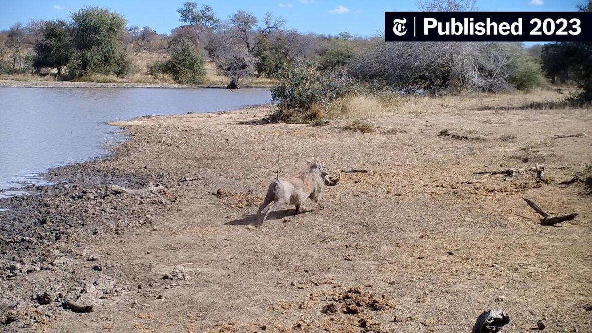 Animals fear response