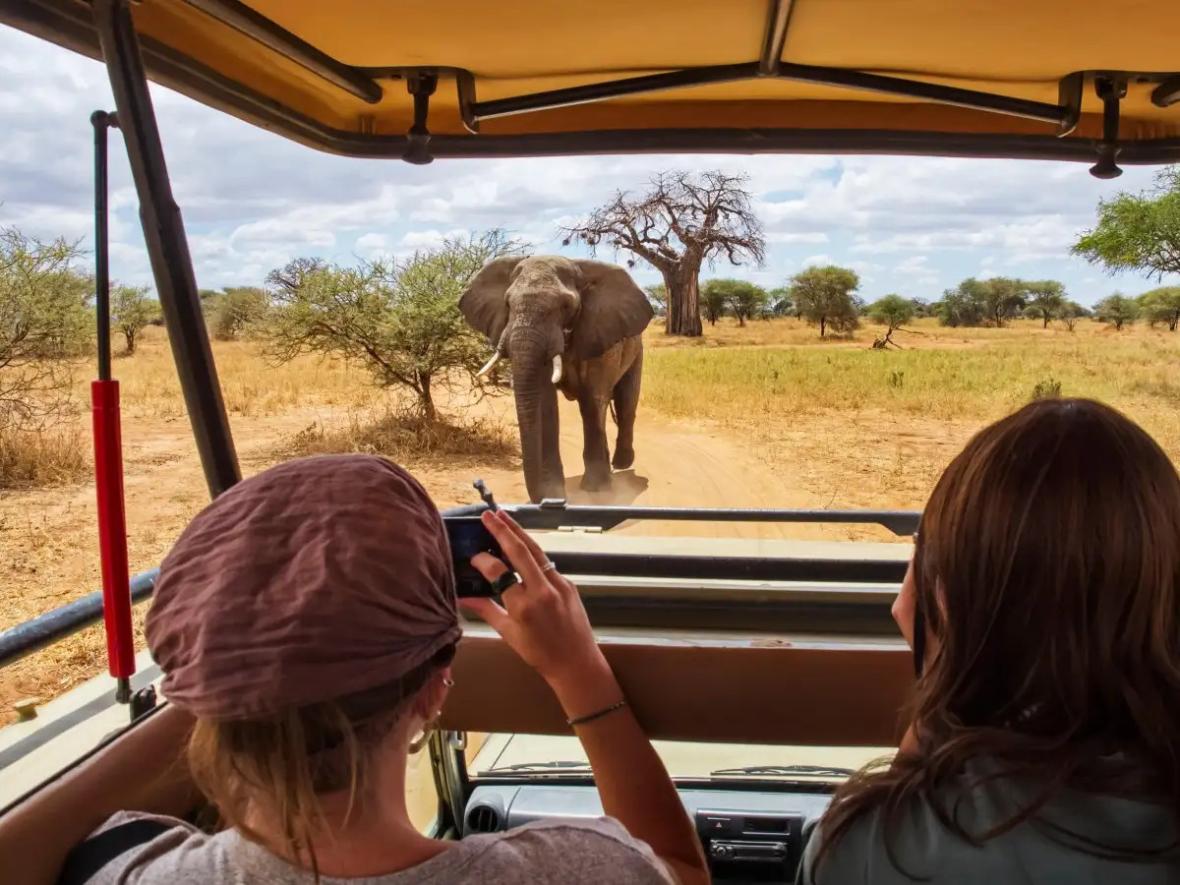 صدای انسان، خطرناک ترین صدا برای حیوانات