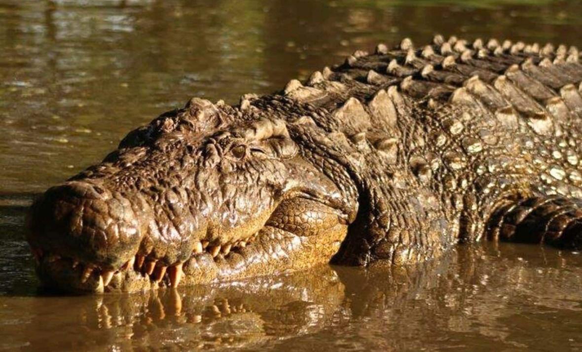 پیرترین تمساح جهان