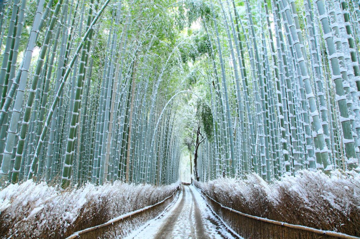 Arashiyama Bamboo Forest