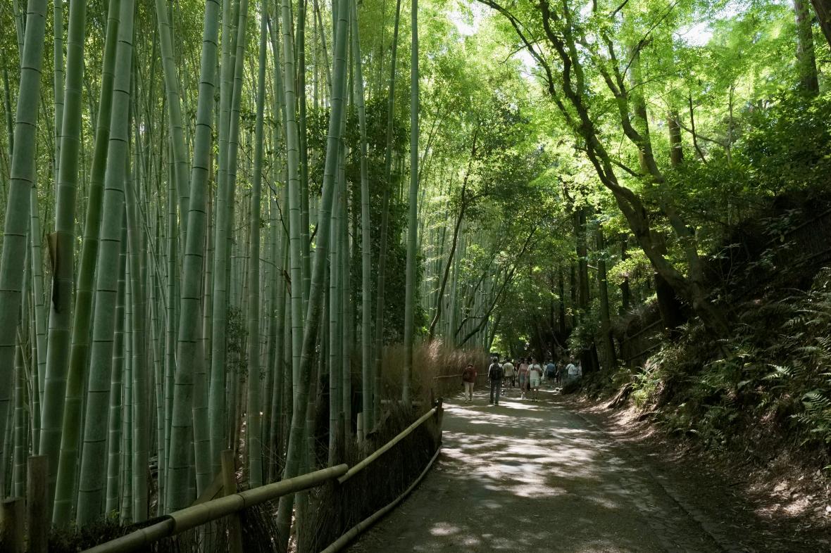 Arashiyama Bamboo Forest