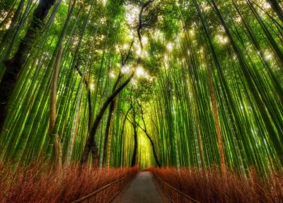 جنگل بامبوی آراشیاما (کیوتو)