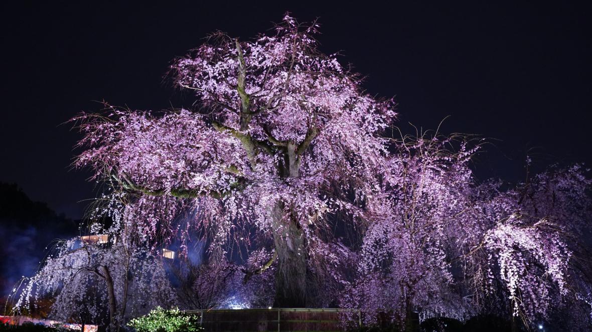 Weeping Cherry Tree, Maruyama Park Weeping Cherry Tree, Maruyama Park