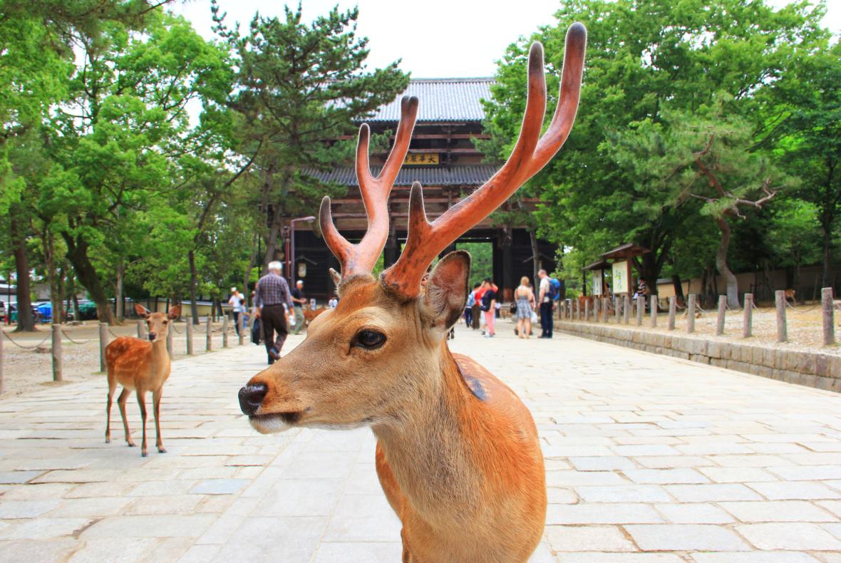 Deer in Todai-ji Deer in Todai-ji