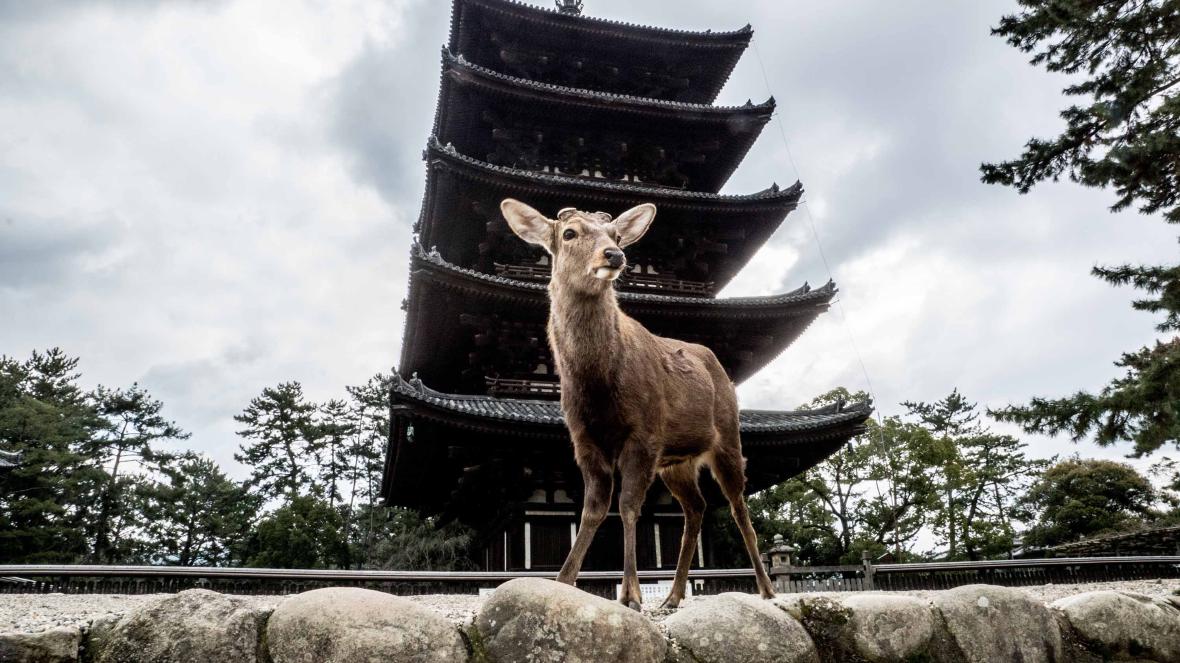 Deer in Todai-ji Deer in Todai-ji