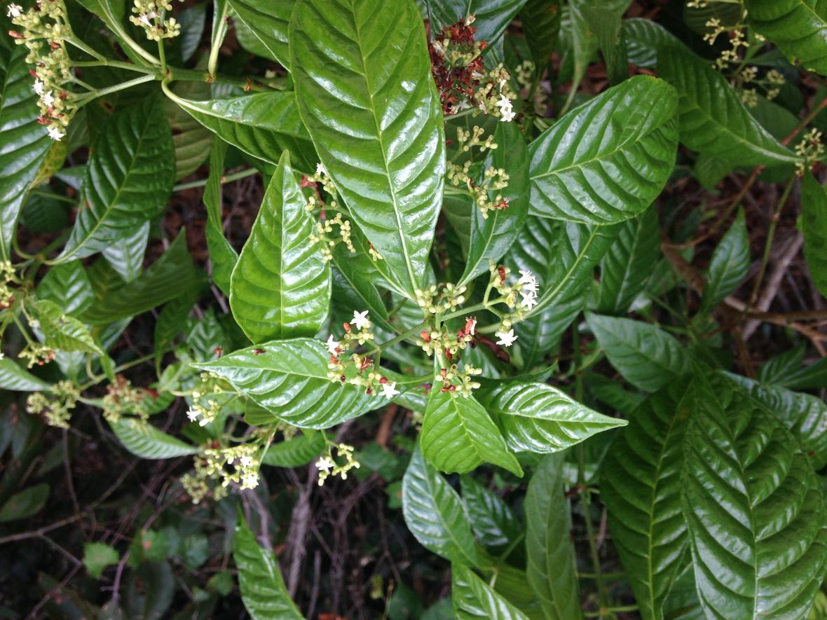 Wild Coffee Plants
