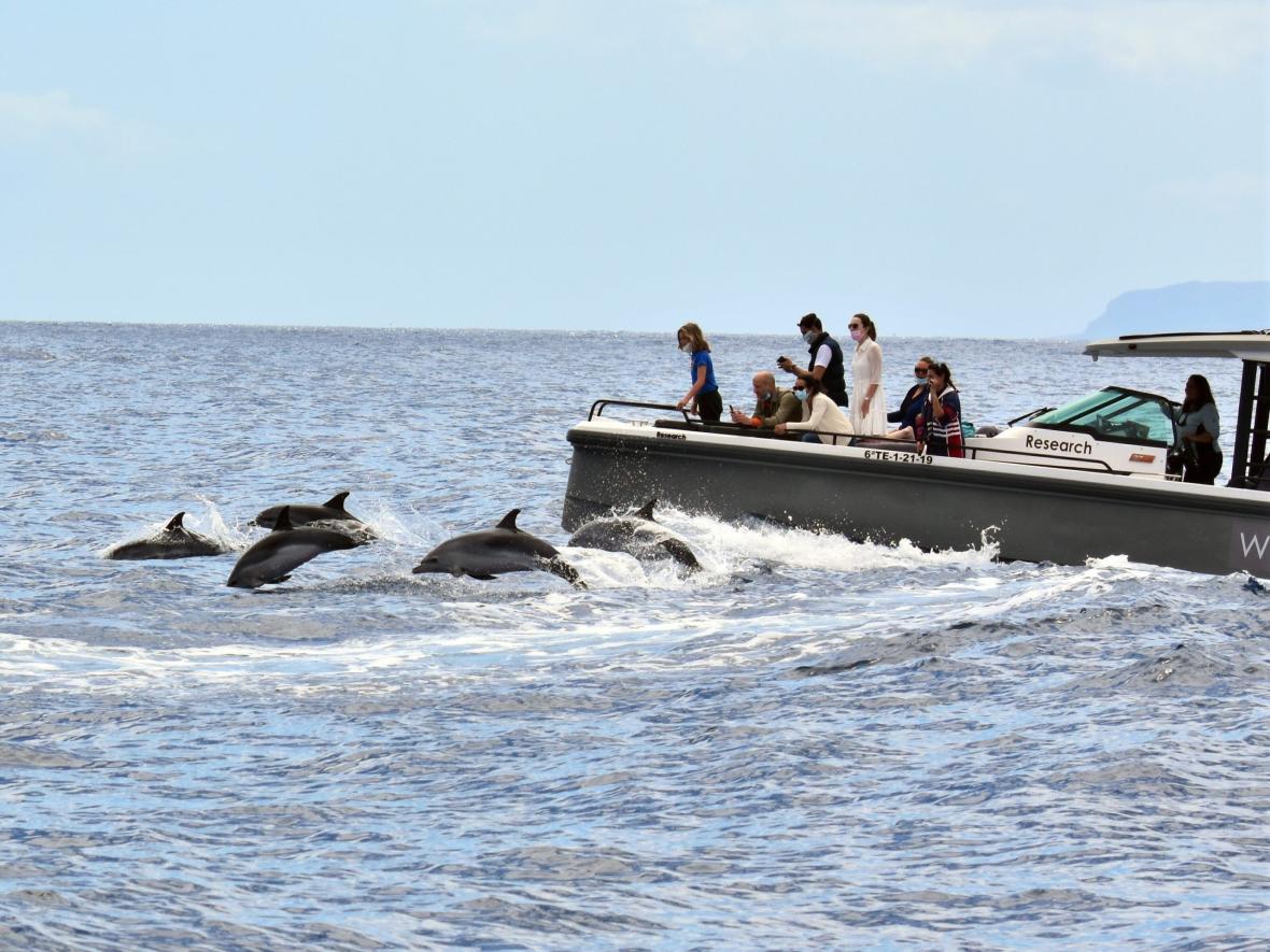 تماشای دلفین در تنریف
