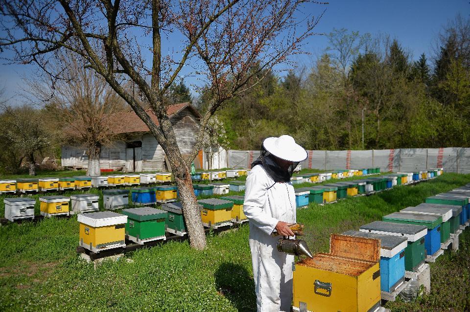 رومانی بزرگترین تولید کننده عسل